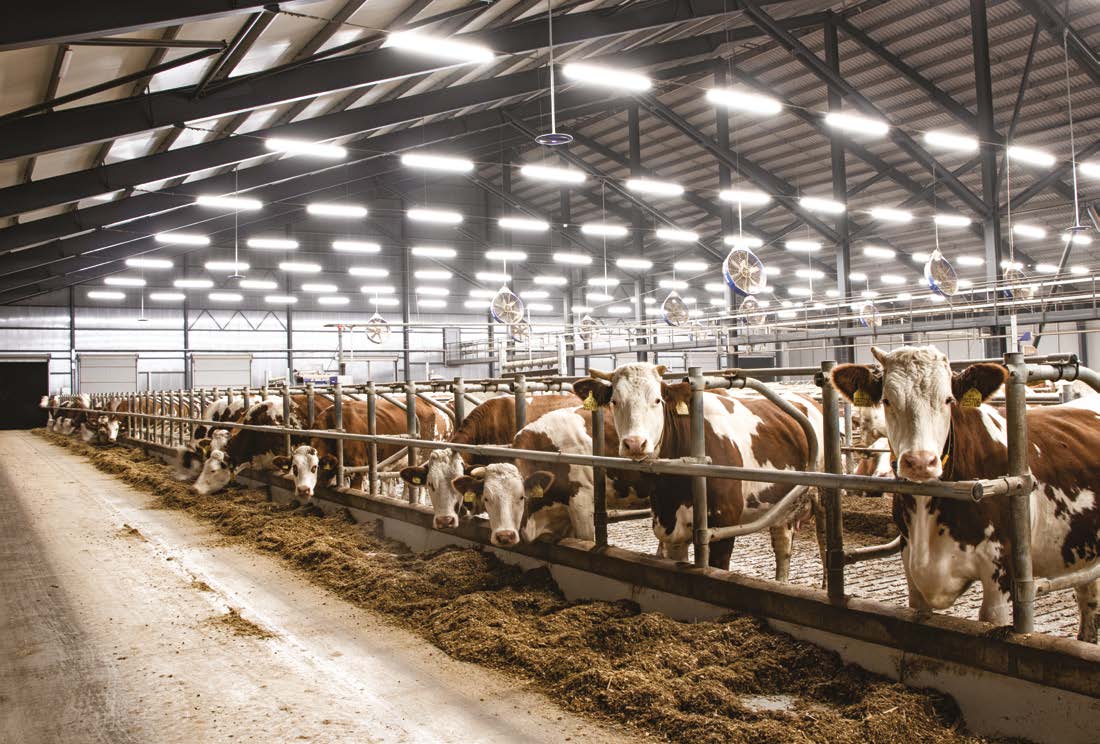 Cow Barn Lighting