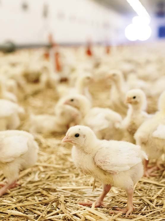 Poultry Farm Lighting