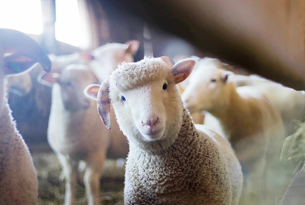 Lighting Solutions for Agricultural Enterprises and Animal Farms